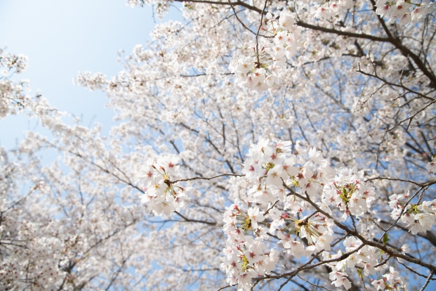 구절산 벚꽃_3