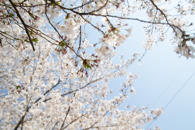 구절산 벚꽃_4