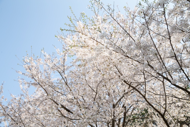구절산 벚꽃_5