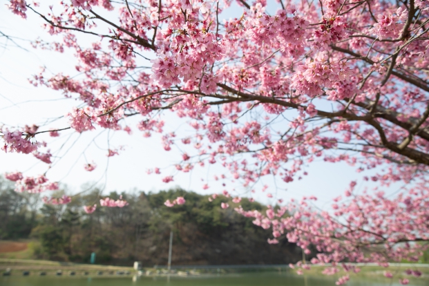 구절산 벚꽃_6