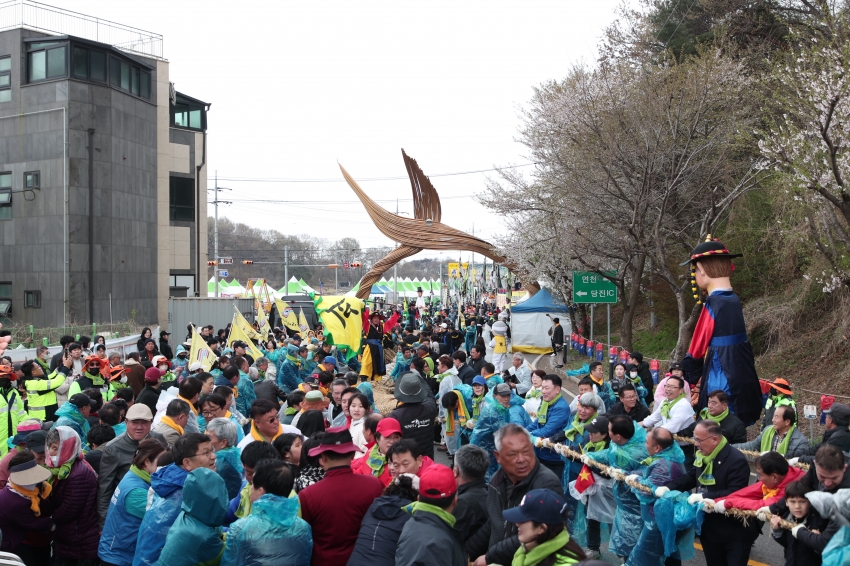 기지시줄다리기 축제 줄결합 및 줄다리기_1